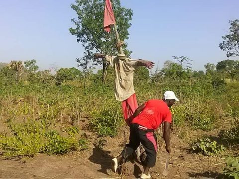 Article : Sotouboua/ Des masques pour protéger nos cultures champêtres