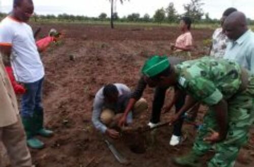 Article : Journée de l’arbre au Togo: Sotouboua au rendez-vous