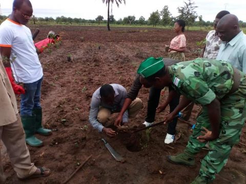 Article : Journée de l&rsquo;arbre au Togo: Sotouboua au rendez-vous