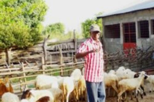 Article : Une ferme d’élevage de petits ruminants à Adjengre