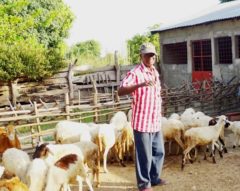 Article : Une ferme d’élevage de petits ruminants à Adjengre