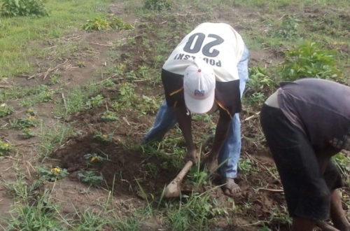 Article : Togo : à Sotouboua, la saison agricole peine à décoller