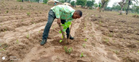 Article : Journée de l&rsquo;arbre 2021 au Togo: La chambre préfectorale de métiers de Sotouboua a reboisé