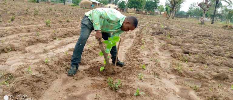 Article : Journée de l’arbre 2021 au Togo: La chambre préfectorale de métiers de Sotouboua a reboisé